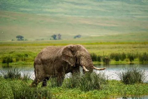 An elephant grazing in tall wetland grass beside a watering hole