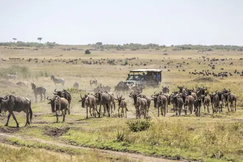 Wildebeest herds streaming past a safari vehicle on the migration