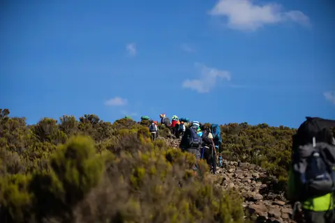 A line of trekkers climbing a heath-covered ridge under a clear sky