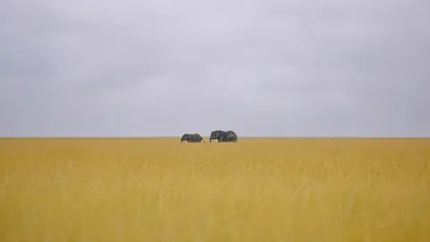 Two elephants crossing the open grassland on the horizon under a wide pale sky