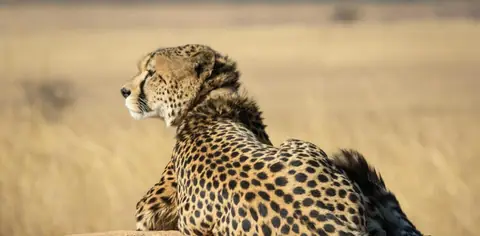 Cheetah resting in golden grass