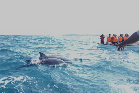 Dolphins surfacing beside a boat of visitors off the Zanzibar coast