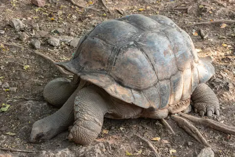 An Aldabra giant tortoise on Changuu, known as Prison Island