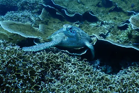 A green sea turtle resting on a shallow coral reef