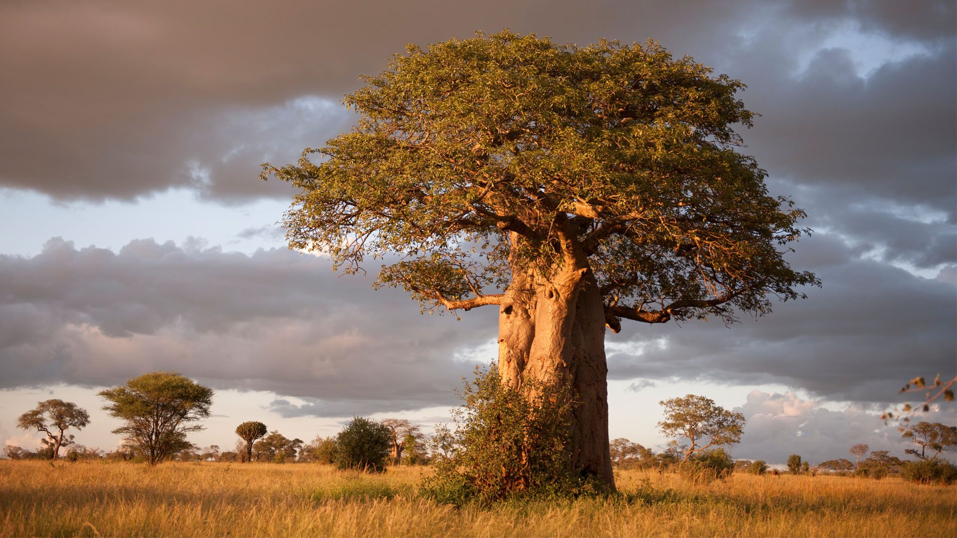 Elephants beneath the baobabs in Tarangire