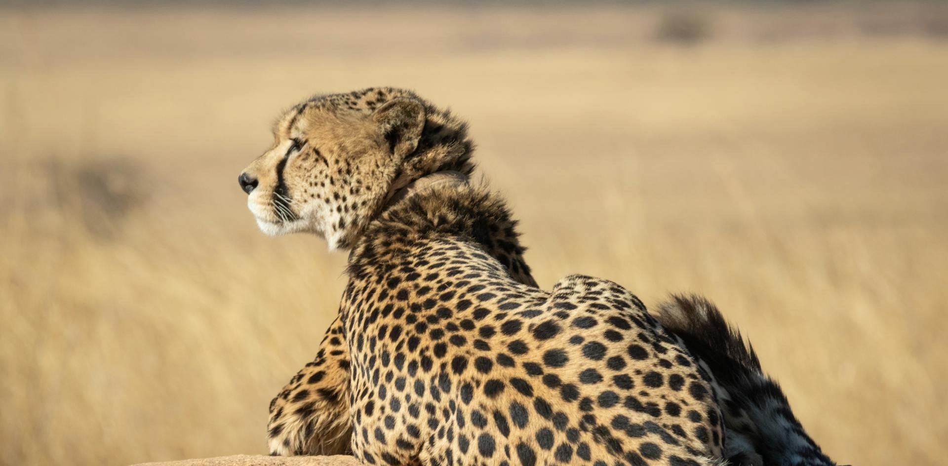 Cheetah resting in golden grass