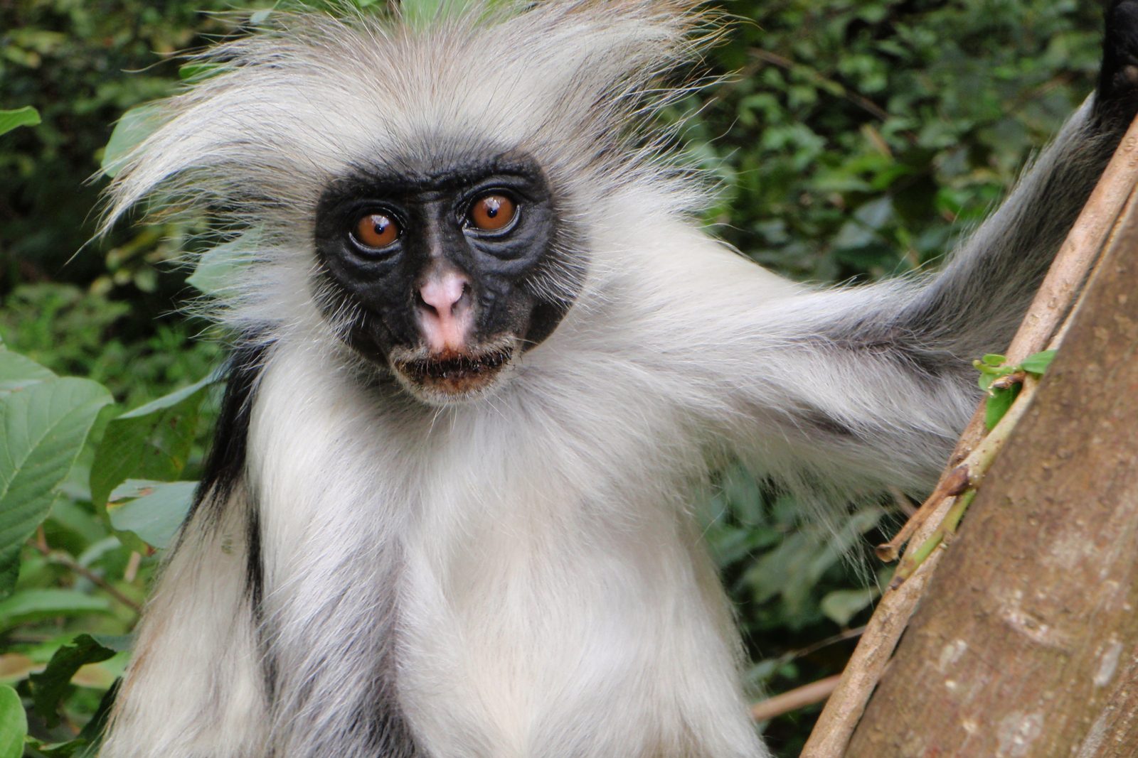 A Zanzibar red colobus monkey in the canopy at Jozani