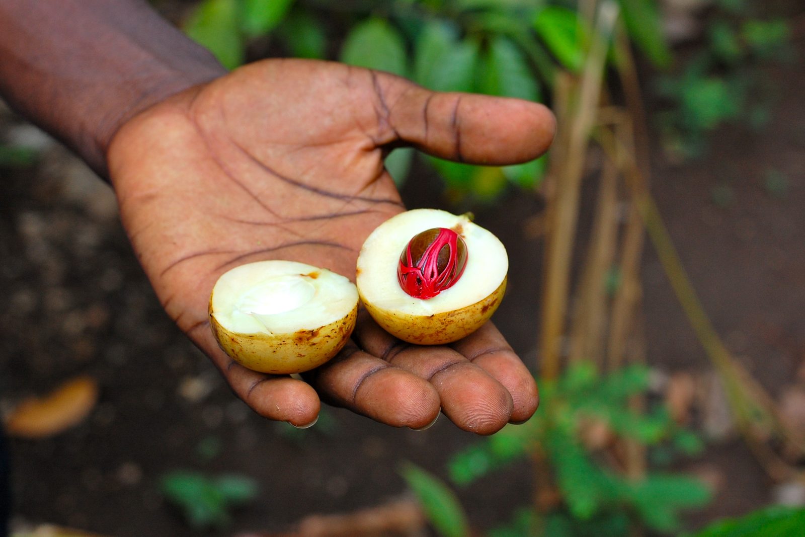 A farmer holding a freshly opened nutmeg on a Zanzibar spice farm