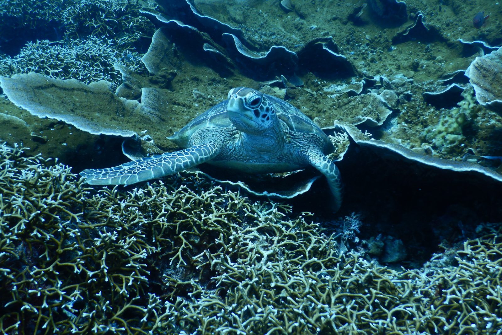 A green sea turtle resting on a shallow coral reef
